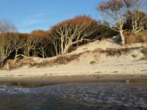 Foto vom Weststrand mit Darßwald