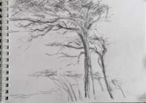 Das Bild zeigt eine Bleistiftskizze von Bäumen am Darß